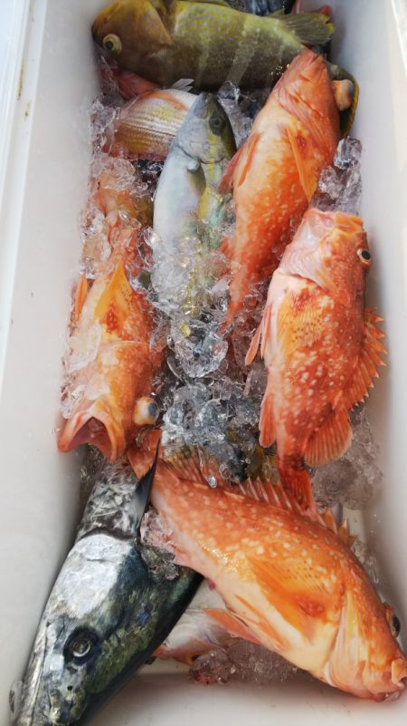 第二龍勢丸 釣果