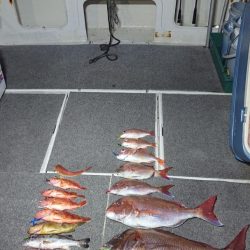 ARCADIAⅡ (アルカディアⅡ) 釣果