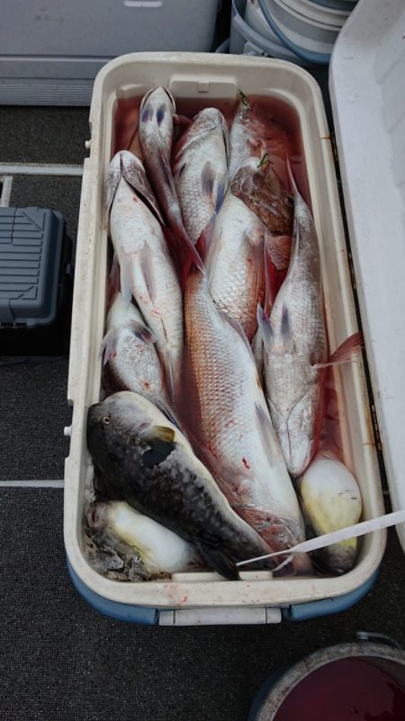 ARCADIAⅡ (アルカディアⅡ) 釣果