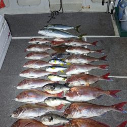 ARCADIAⅡ (アルカディアⅡ) 釣果