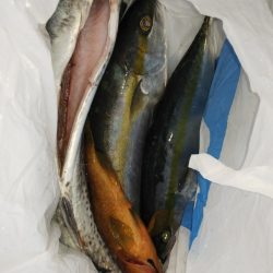 第二龍勢丸 釣果