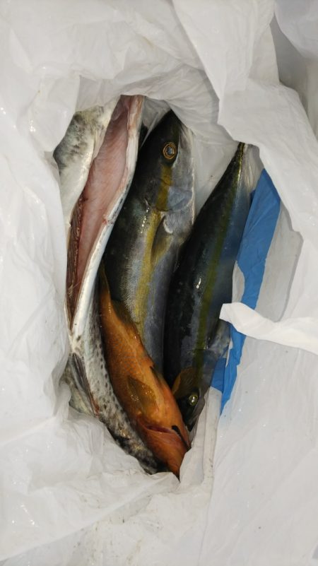 第二龍勢丸 釣果