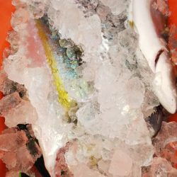 第二龍勢丸 釣果