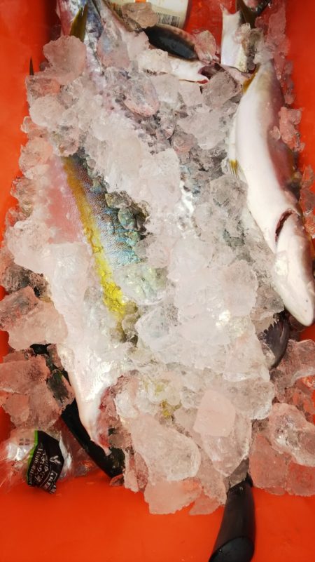 第二龍勢丸 釣果