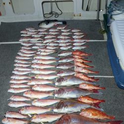 ARCADIAⅡ (アルカディアⅡ) 釣果