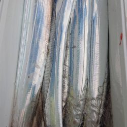 金沢八景鴨下丸 釣果