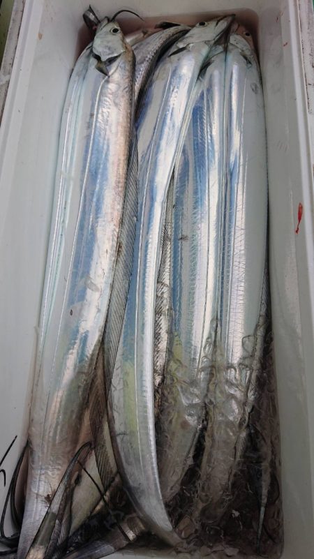 金沢八景鴨下丸 釣果