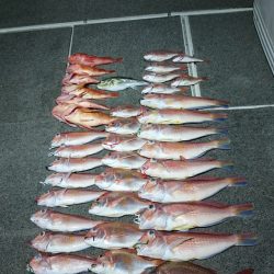 ARCADIAⅡ (アルカディアⅡ) 釣果