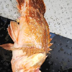 第二龍勢丸 釣果