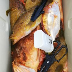 第二龍勢丸 釣果