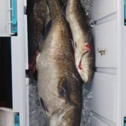 海龍丸（石川） 釣果