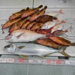 チャモロ 釣果
