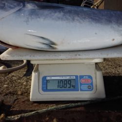 ARCADIAⅡ （アルカディアⅡ） 釣果