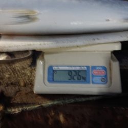 ARCADIAⅡ （アルカディアⅡ） 釣果