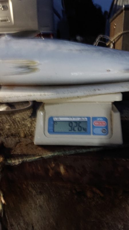 ARCADIAⅡ （アルカディアⅡ） 釣果