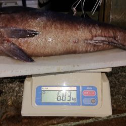 ARCADIAⅡ （アルカディアⅡ） 釣果