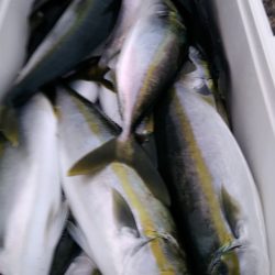 LUSTER『ラスター』 釣果