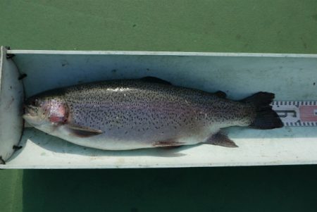 としまえんフィッシングエリア 釣果