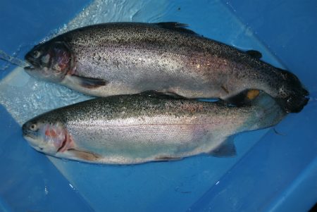 としまえんフィッシングエリア 釣果