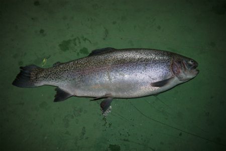 としまえんフィッシングエリア 釣果