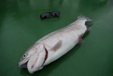 としまえんフィッシングエリア 釣果