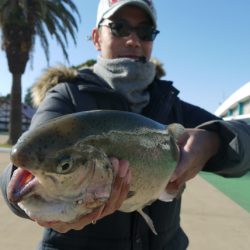 としまえんフィッシングエリア 釣果