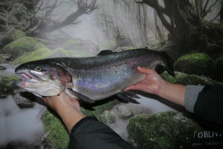 としまえんフィッシングエリア 釣果