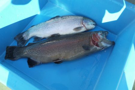 としまえんフィッシングエリア 釣果