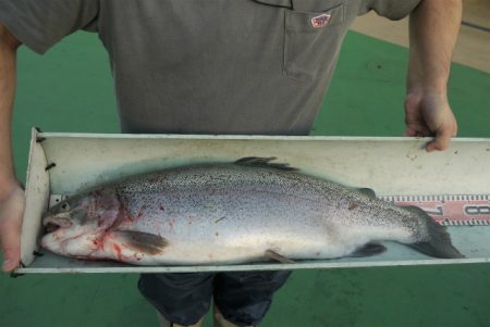 としまえんフィッシングエリア 釣果