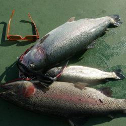 としまえんフィッシングエリア 釣果