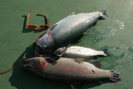 としまえんフィッシングエリア 釣果