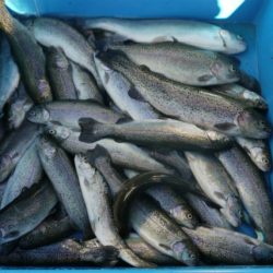 としまえんフィッシングエリア 釣果