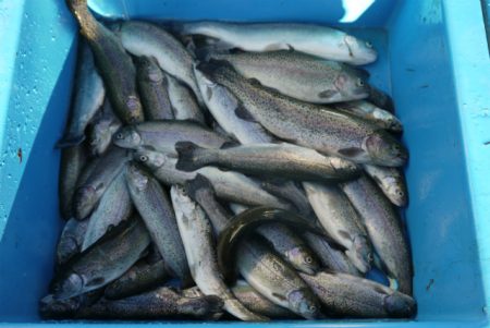 としまえんフィッシングエリア 釣果