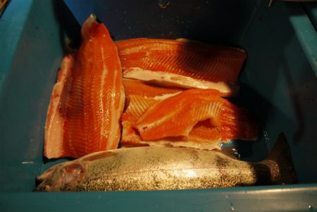 としまえんフィッシングエリア 釣果