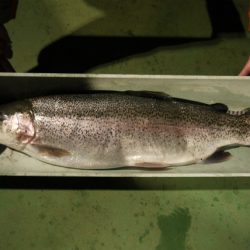 としまえんフィッシングエリア 釣果