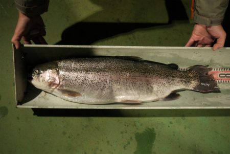 としまえんフィッシングエリア 釣果