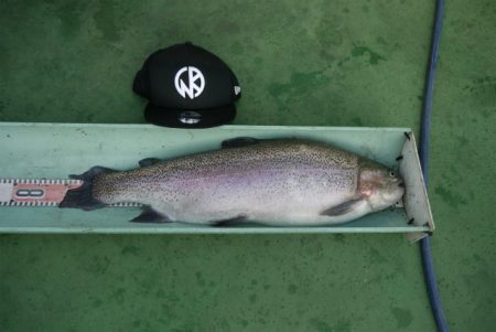 としまえんフィッシングエリア 釣果