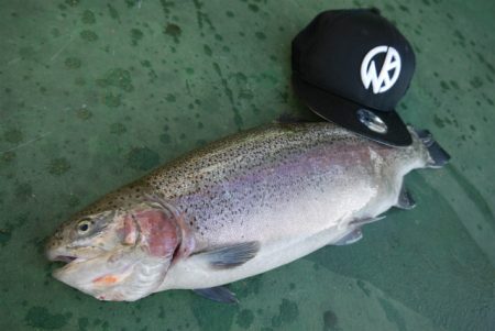 としまえんフィッシングエリア 釣果