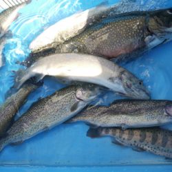 としまえんフィッシングエリア 釣果