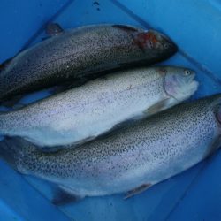 としまえんフィッシングエリア 釣果