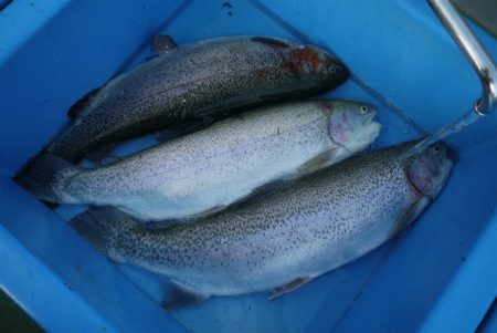 としまえんフィッシングエリア 釣果