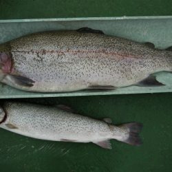 としまえんフィッシングエリア 釣果