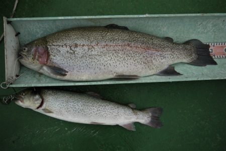 としまえんフィッシングエリア 釣果