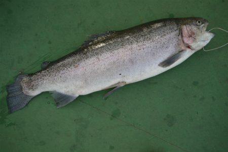 としまえんフィッシングエリア 釣果