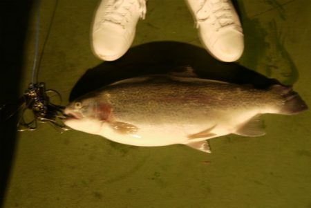 としまえんフィッシングエリア 釣果