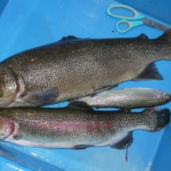 としまえんフィッシングエリア 釣果