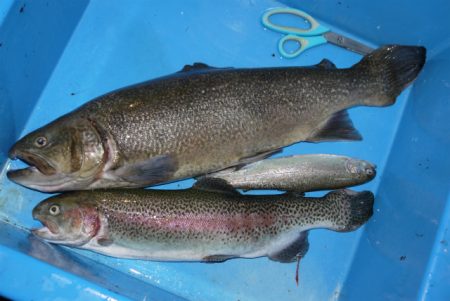 としまえんフィッシングエリア 釣果