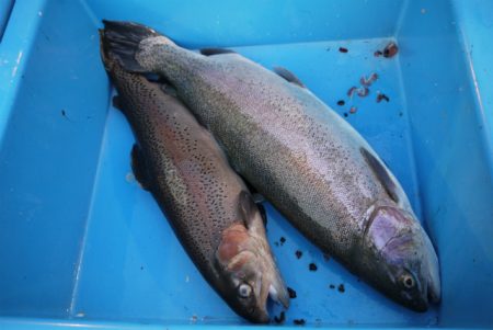 としまえんフィッシングエリア 釣果