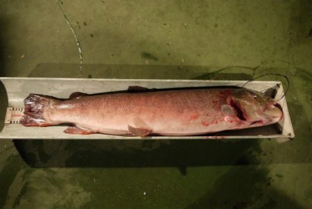 としまえんフィッシングエリア 釣果