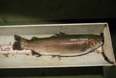 としまえんフィッシングエリア 釣果